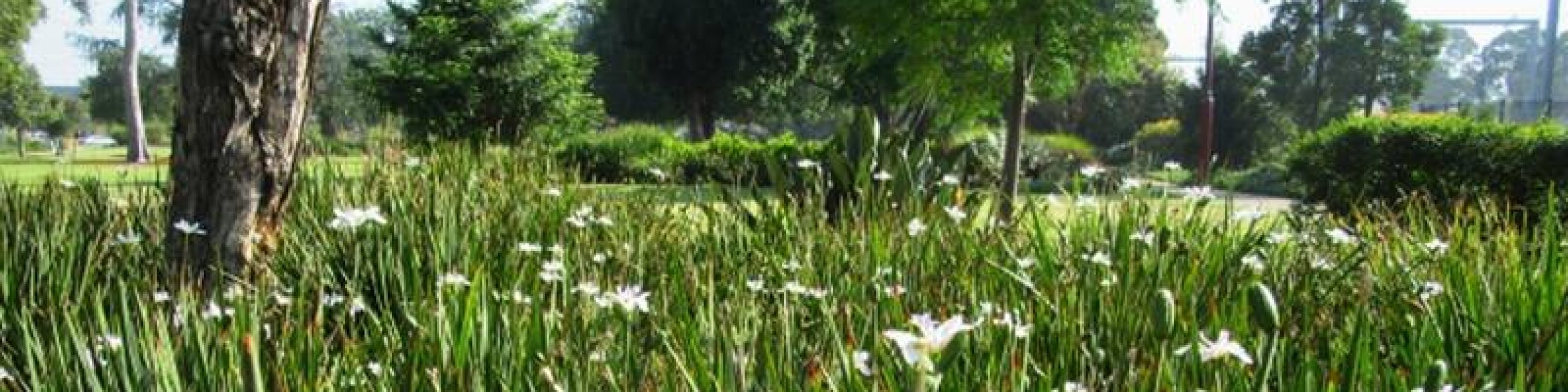 Friends of McKay Gardens