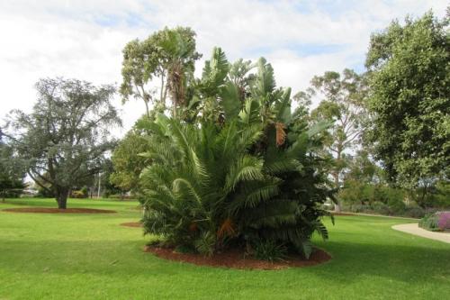 fronds lawn