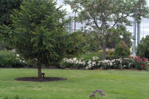 garden bed