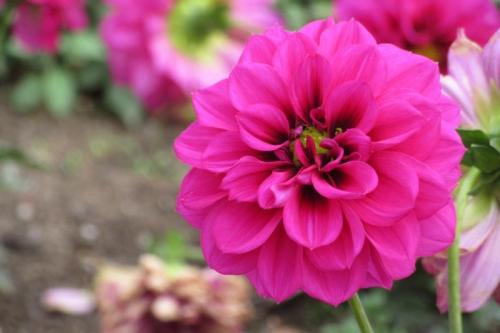 pink flower