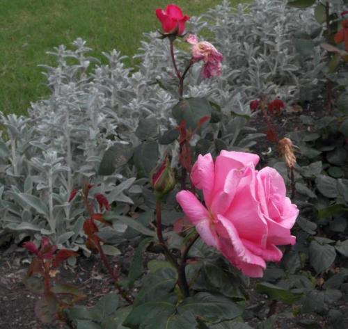 rose