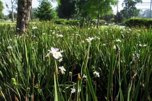 view over iris